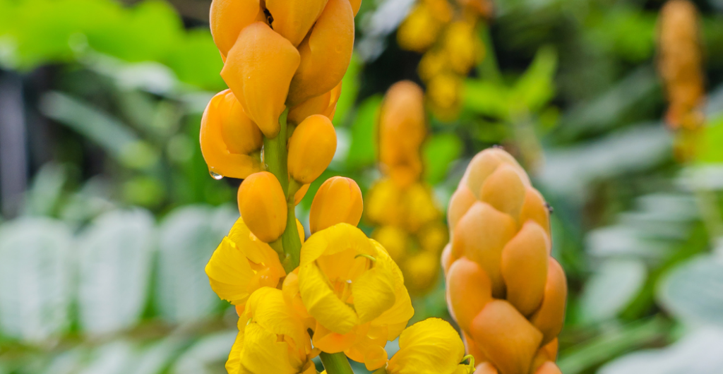 aturan pakai ketepeng cina