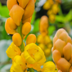 aturan pakai ketepeng cina