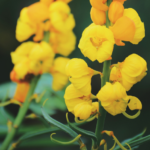 ketepeng cina sebagai tanaman obat