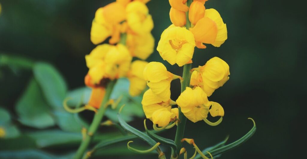 ketepeng cina sebagai tanaman obat