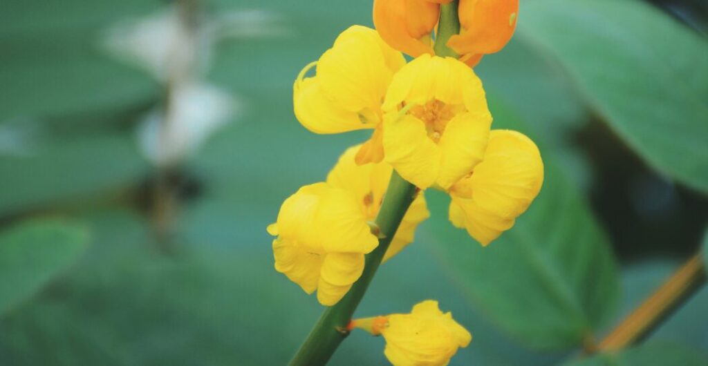 ketepeng cina sebagai bahan herbal