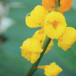 ketepeng cina sebagai bahan herbal