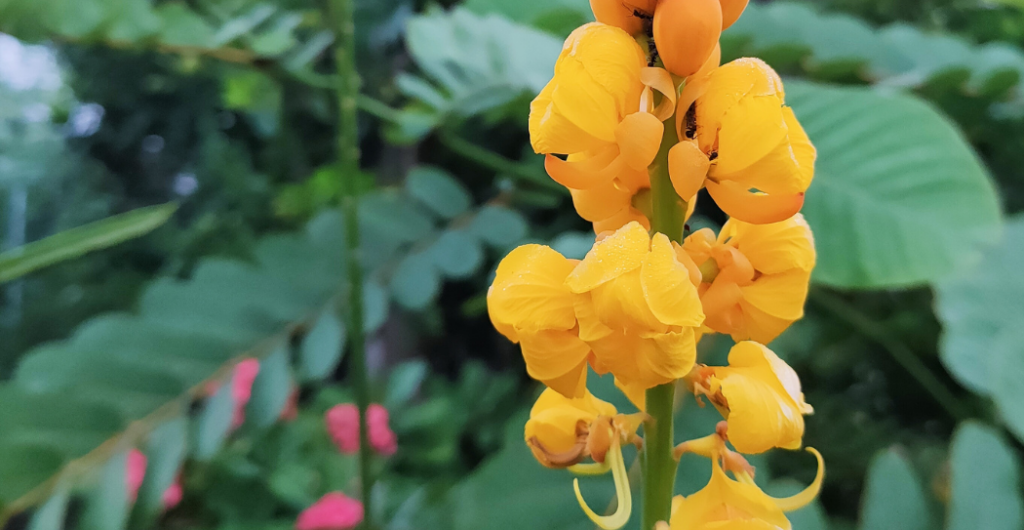 ketepeng cina manfaat dan kegunaan
