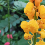 ketepeng cina manfaat dan kegunaan