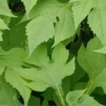 Daun Insulin: Manfaat dan Kegunaannya