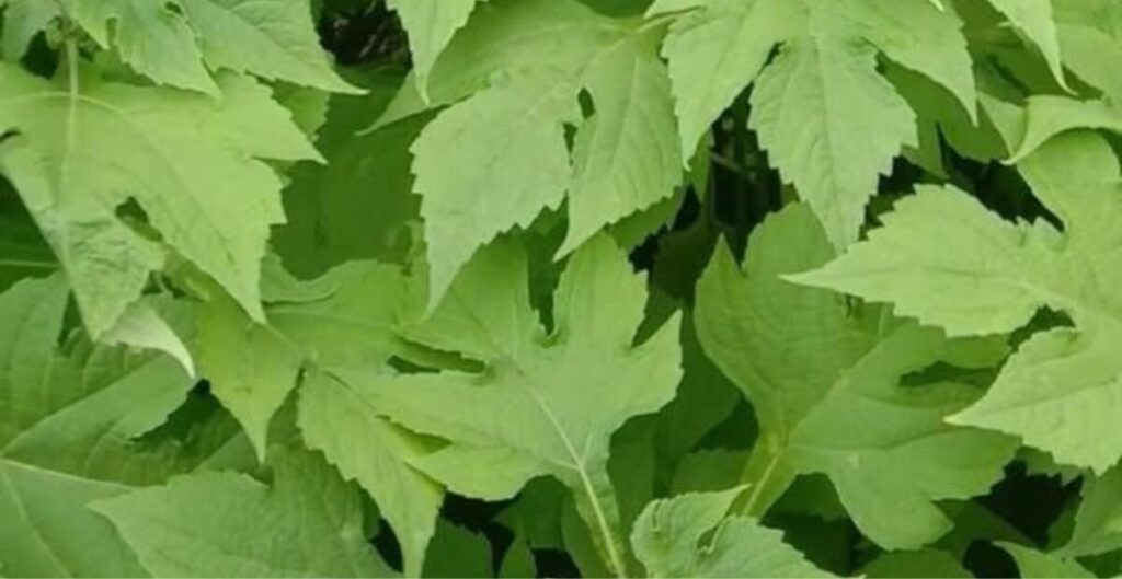 Daun Insulin: Manfaat dan Kegunaannya