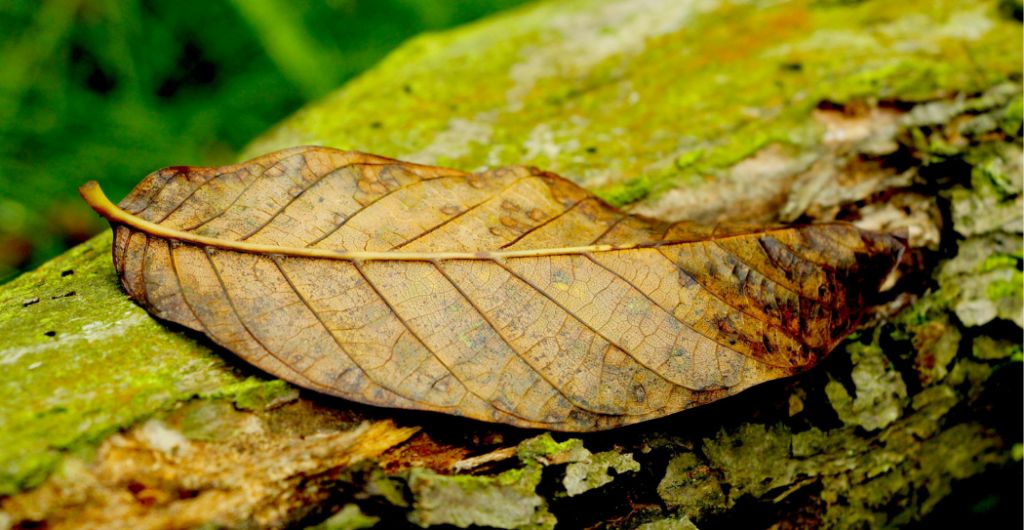 manfaat daun kayu ular