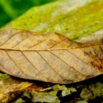 manfaat daun kayu ular