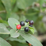daun kayu ular dalam pengobatan tradisional