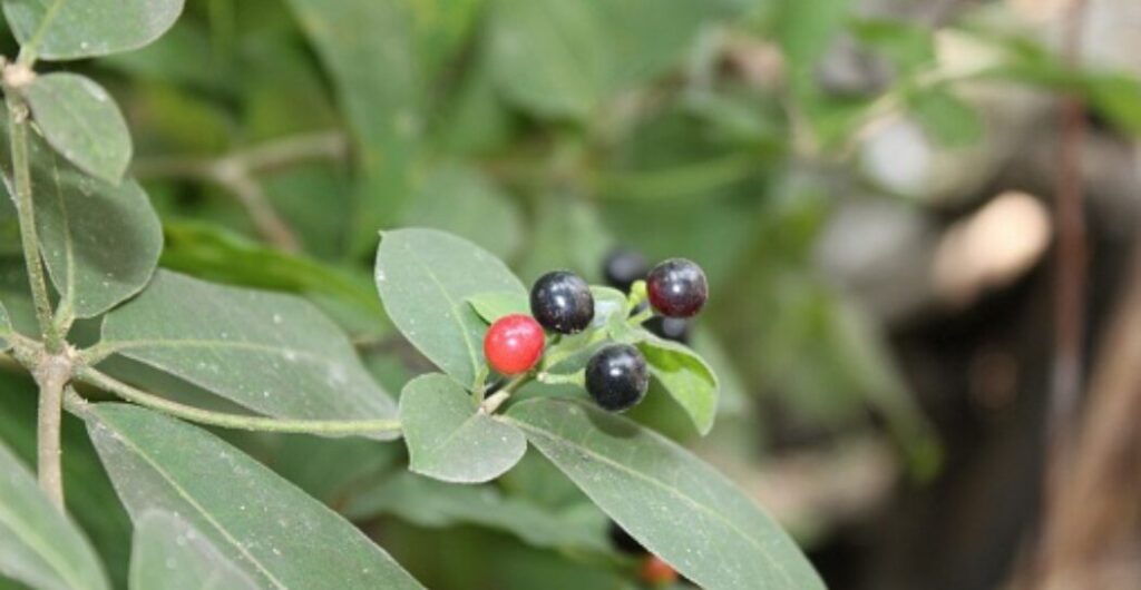 daun kayu ular dalam pengobatan tradisional