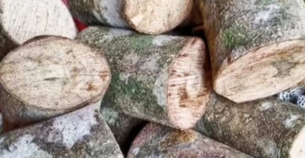 daun kayu ular anti inflamasi