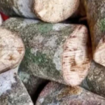 daun kayu ular anti inflamasi