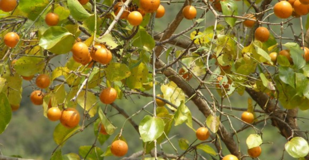 daun kayu ular untuk nyeri dan pegal