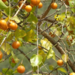 daun kayu ular untuk nyeri dan pegal