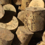 daun kayu ular untuk penyakit kulit