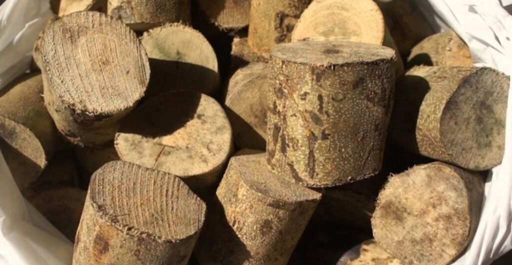 daun kayu ular untuk penyakit kulit