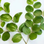 daun kayu ular untuk luka dan bengkak