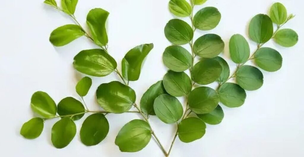 daun kayu ular untuk luka dan bengkak