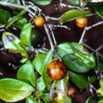 cara menggunakan daun kayu ular