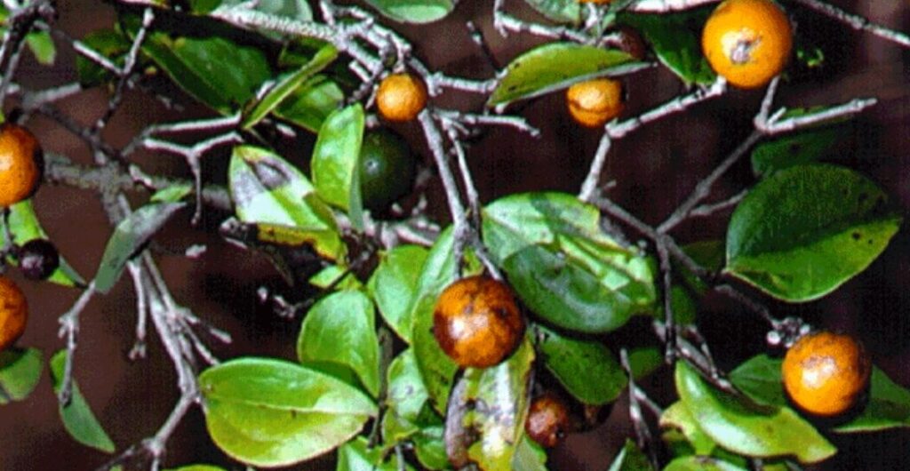 cara menggunakan daun kayu ular