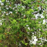 rebusan daun kayu ular manfaat