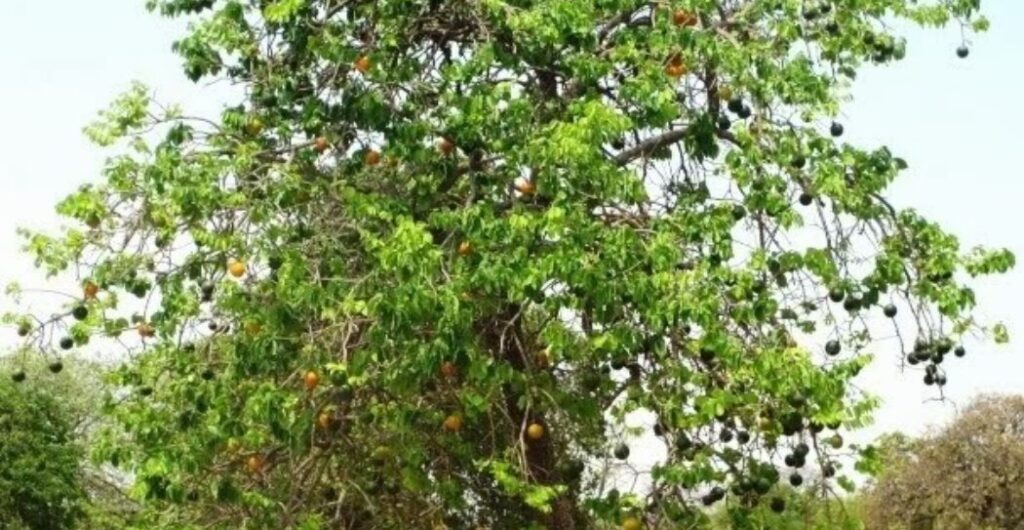 rebusan daun kayu ular manfaat