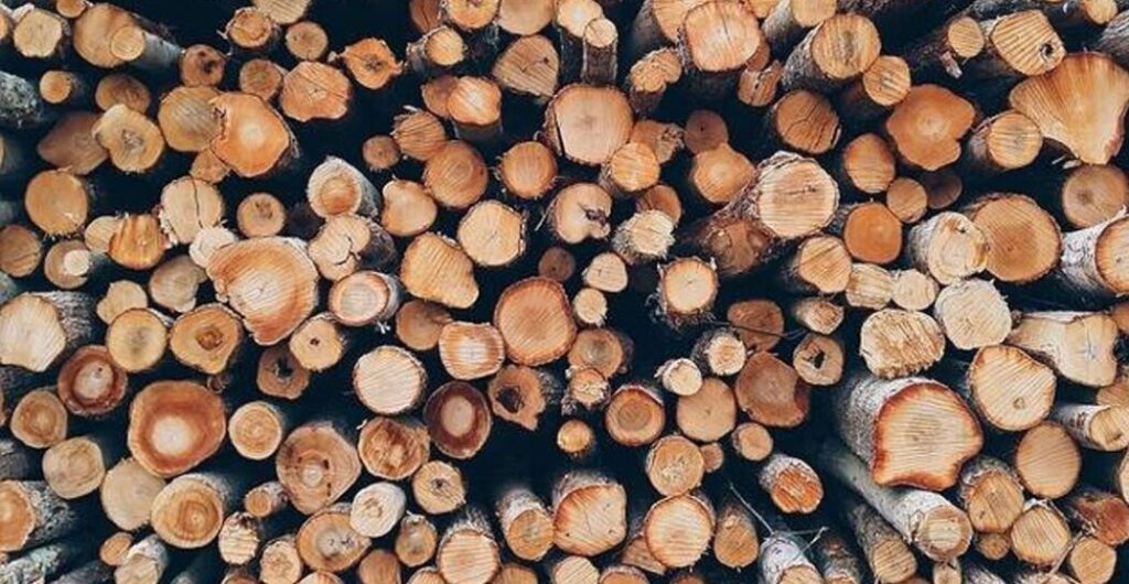 efek samping daun kayu ular