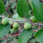 daun kayu ular sebagai tanaman obat