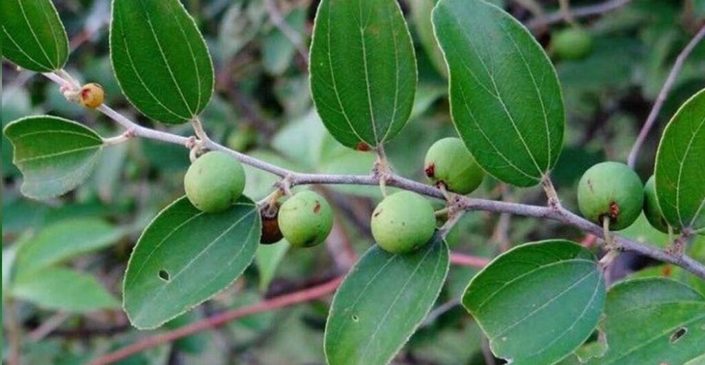 daun kayu ular sebagai tanaman obat