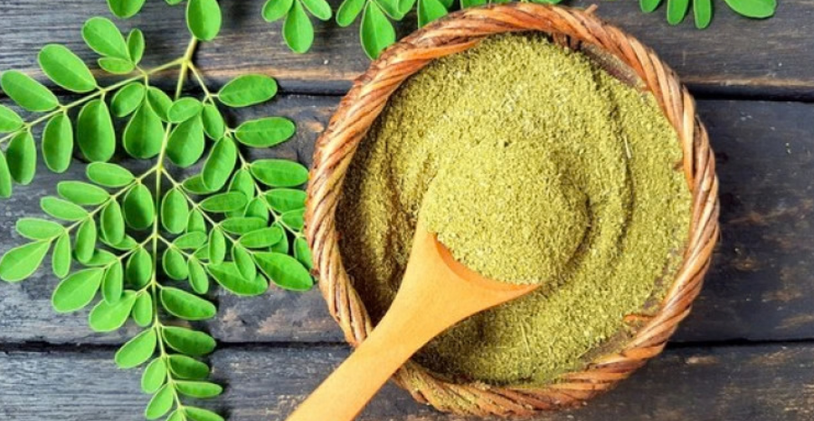 kelor merah pengobatan tradisional