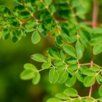 kelor merah daya tahan