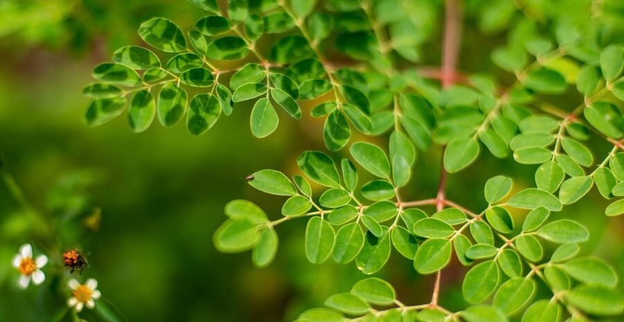 kelor merah daya tahan