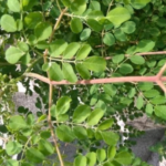 manfaat kelor merah stamina