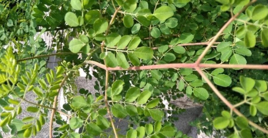 manfaat kelor merah stamina