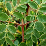 kelor merah untuk kesehatan pencernaan