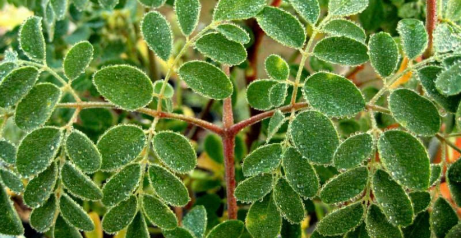 kelor merah untuk kesehatan pencernaan