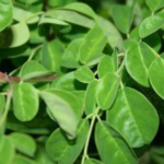 manfaat kelor merah anti inflamasi