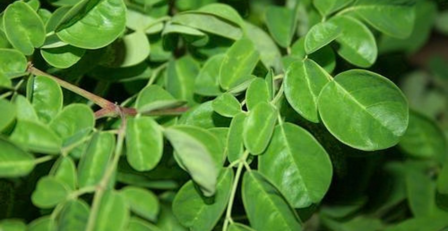 manfaat kelor merah anti inflamasi