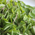 kelor merah untuk kesehatan wanita