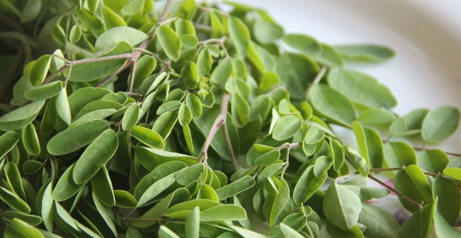 kelor merah untuk kesehatan wanita