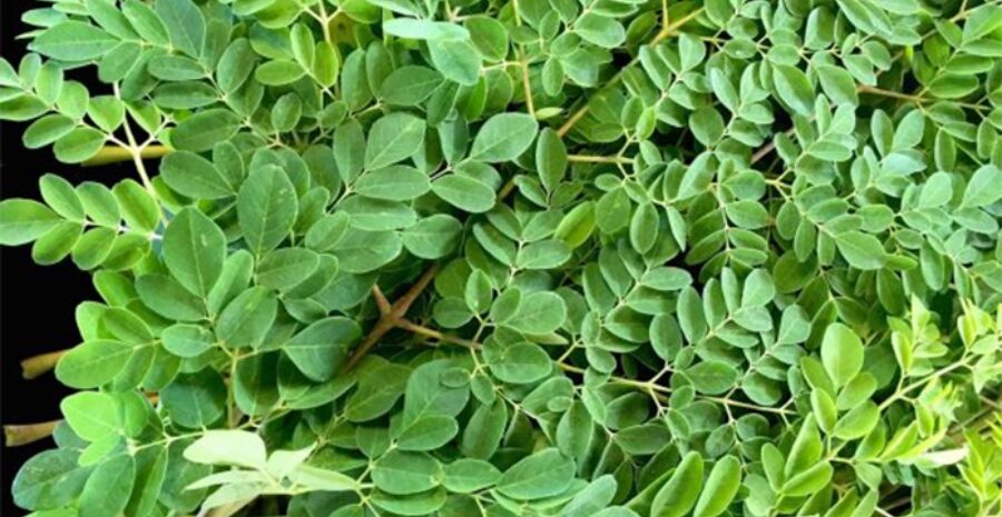 cara konsumsi kelor merah