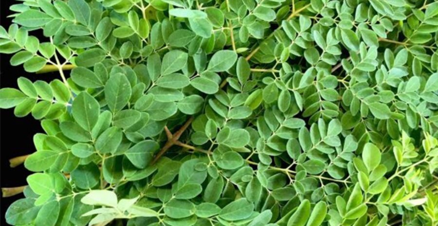 efek samping kelor merah