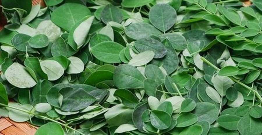 aturan minum kelor merah