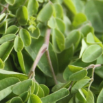 kelor merah tanaman obat