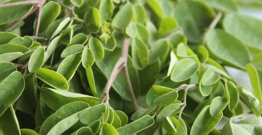 kelor merah tanaman obat