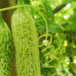 manfaat pare untuk kesehatan