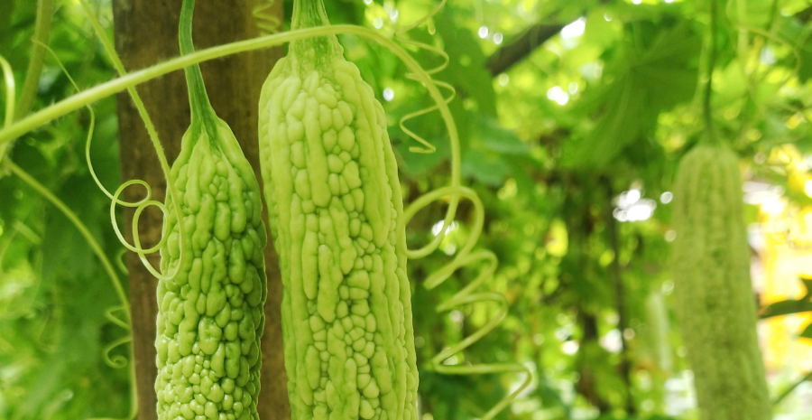 manfaat pare untuk kesehatan