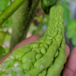 pare untuk menurunkan gula darah