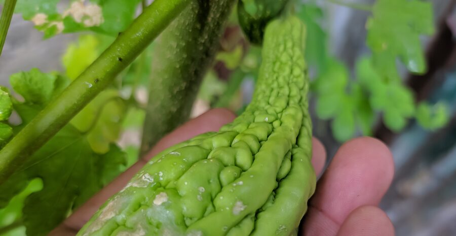 pare untuk menurunkan gula darah