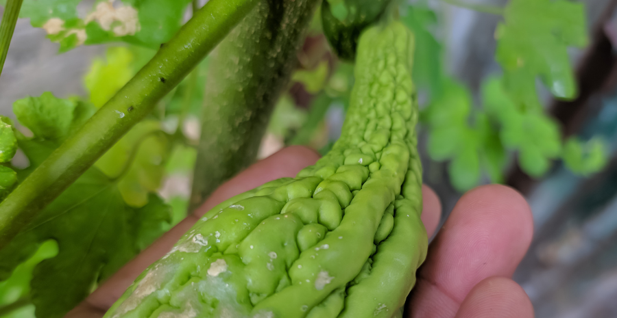 pare untuk menurunkan gula darah